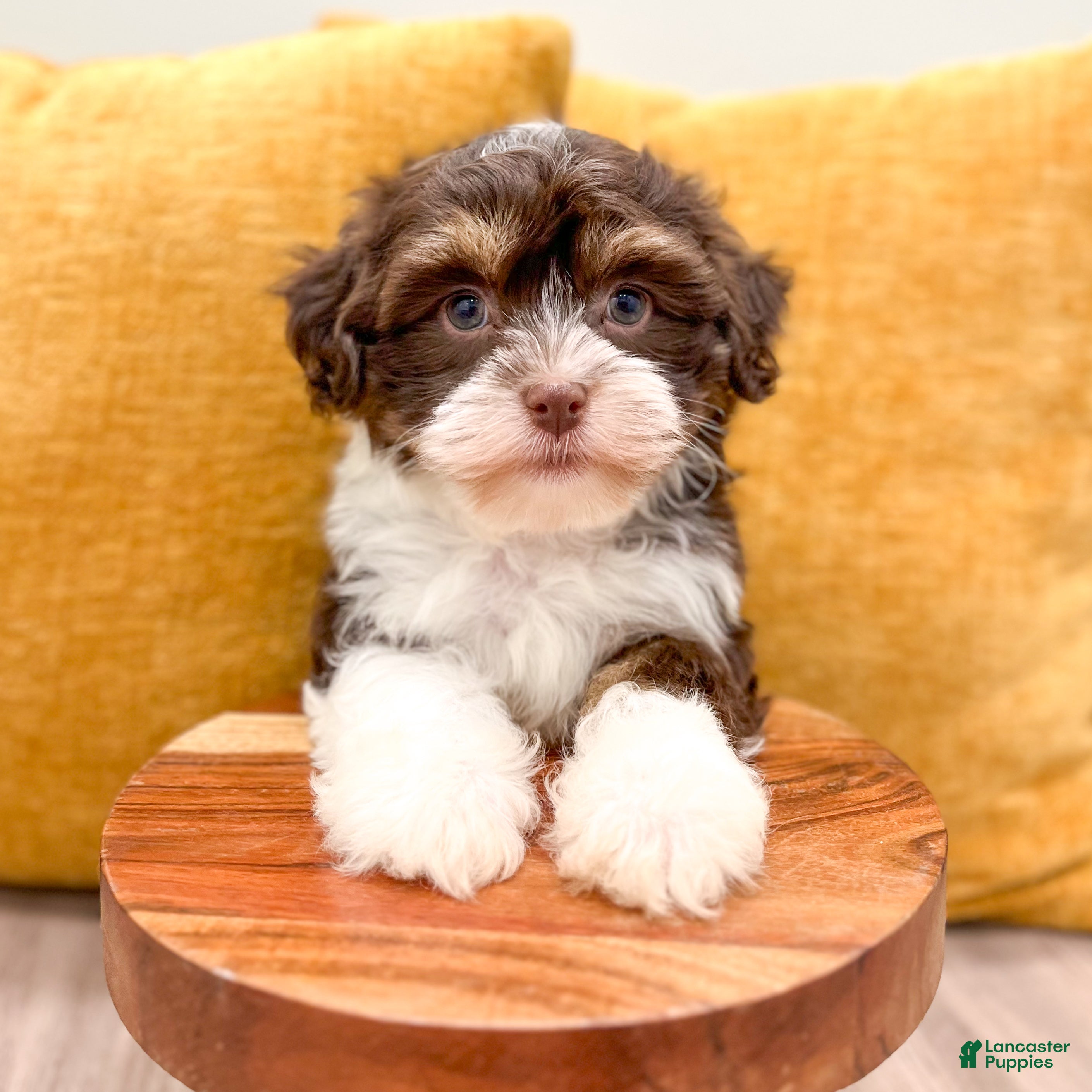 Havanese dogs for sale: Alice - Ad 2