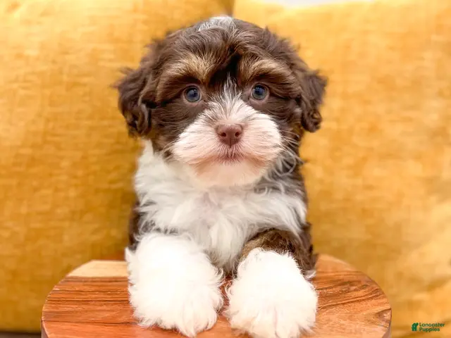 Havanese dogs for sale: Alice - Ad 2