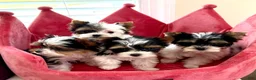 Biewer Terrier dogs for sale: Biewer Terrier 2 - Ad 3