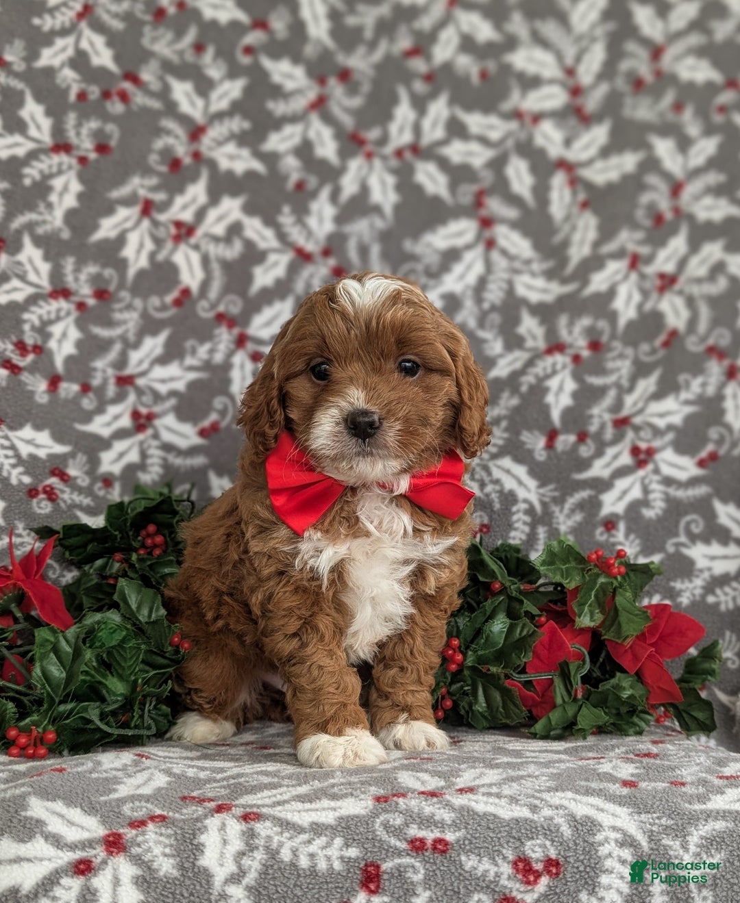 Cavapoo dogs for sale: Zachary Hypoallergenic - Ad 2