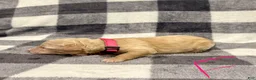 Standard Poodle dogs for sale: Pink Collar  - Ad 8