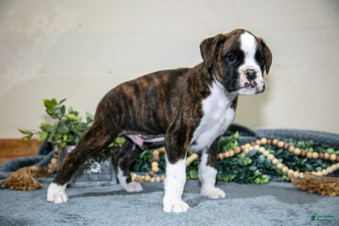 Boxer dogs for sale: Dexter - Ad 1