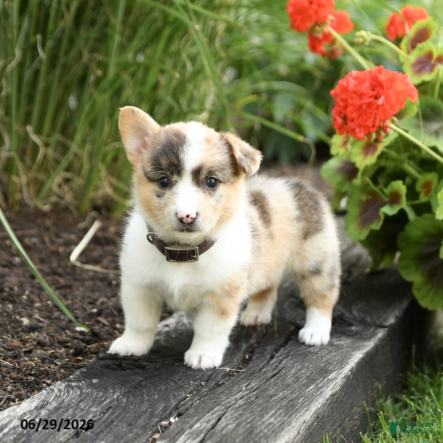 Welsh Corgi Pembroke dogs Popsicle - Ad 2