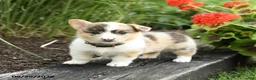 Welsh Corgi Pembroke dogs for sale: Popsicle - Ad 2