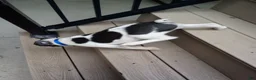 Boston Terrier dogs for sale: Ronnie - Ad 3