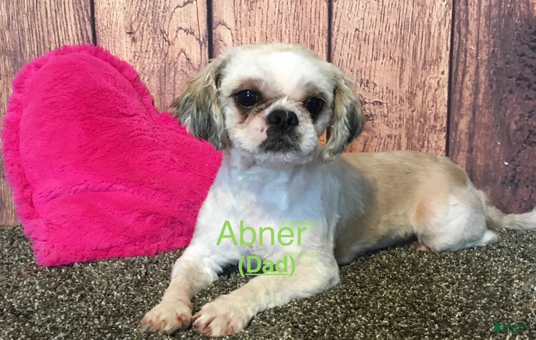 Shih Tzu dogs for sale: Sophie  - Ad 6