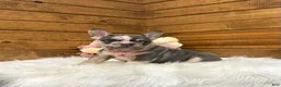 French Bulldog dogs for sale: Lexi - Ad 3