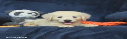 Golden Retriever dogs for sale: Tonya - Ad 3