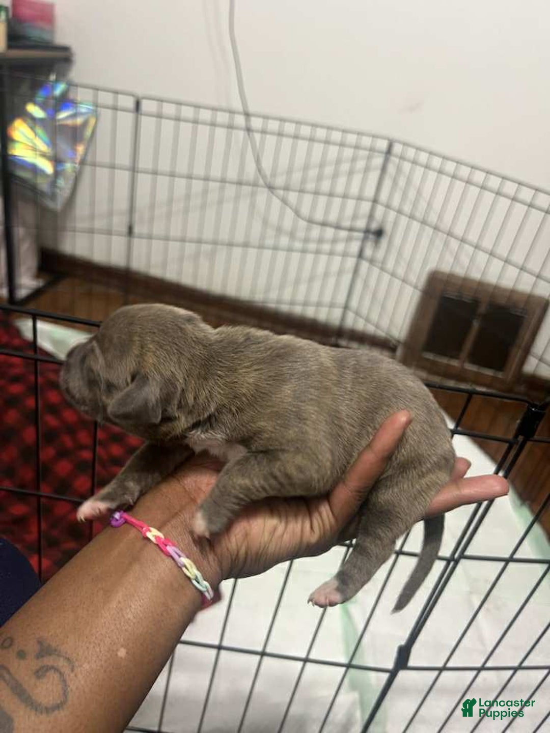 American Bully dogs for sale: Queen - Ad 2