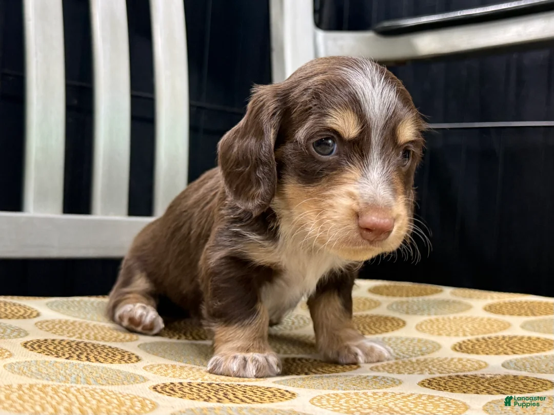 Miniature Dachshund dogs for sale: Brownie - Ad 2