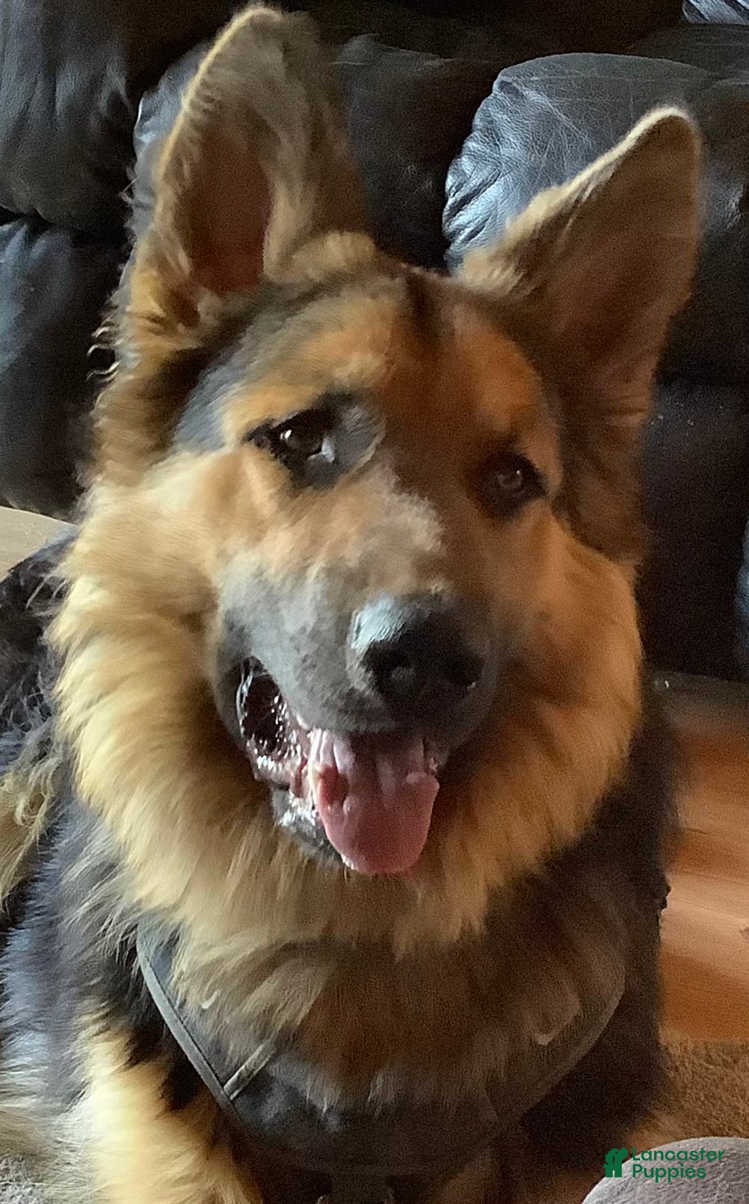 German Shepherd dogs for sale: Purebred German Shepherd  - Ad 8