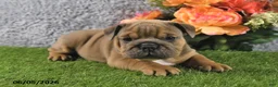 English Bulldog dogs for sale: Mason - Ad 2