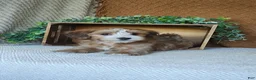 Havanese dogs for sale: Boomer - Ad 4
