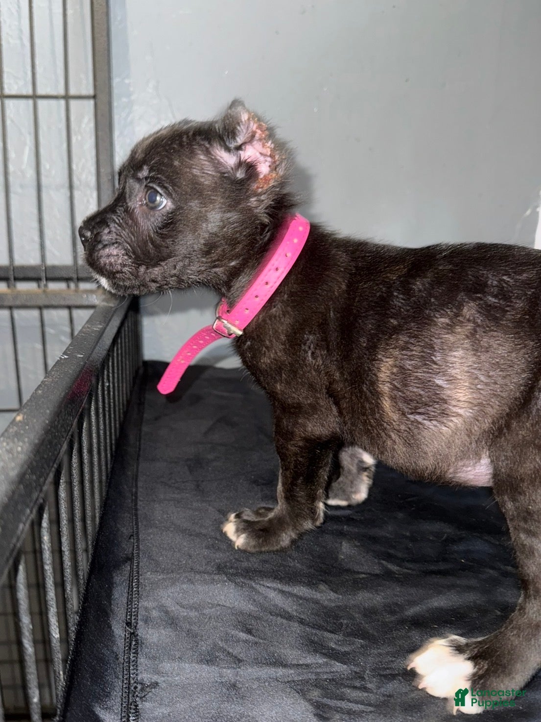 Cane Corso dogs Sapphire  - Ad 33