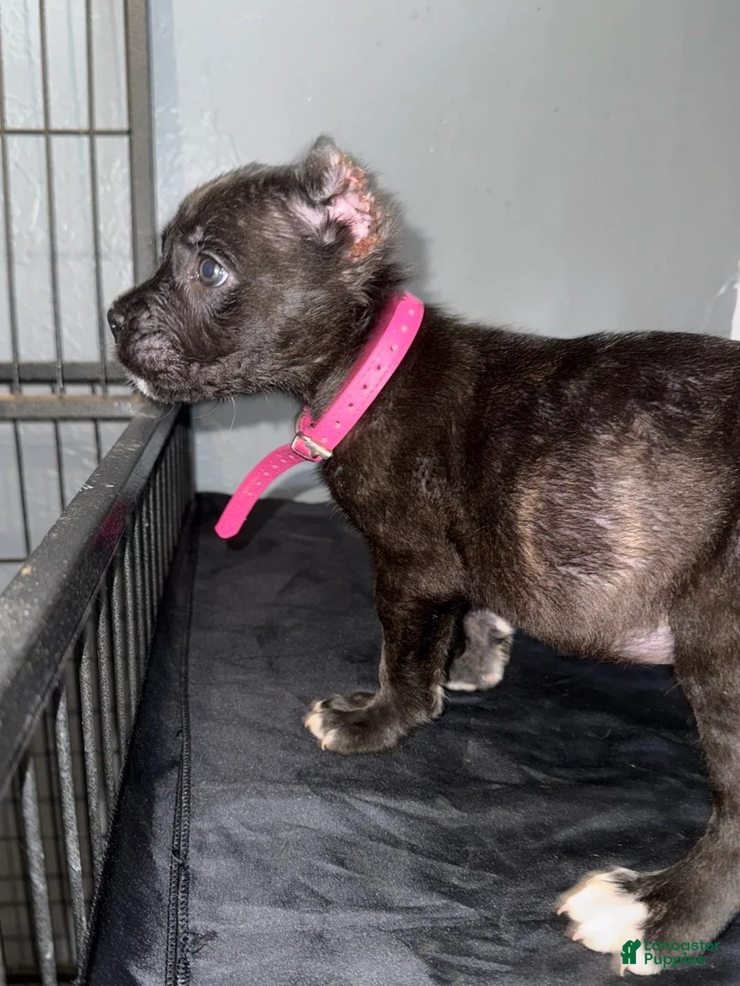 Cane Corso dogs for sale: Sapphire  - Ad 1