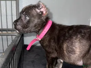 Cane Corso dogs Sapphire - Ad 33