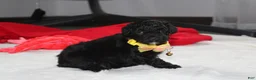 Yorkiepoo dogs for sale: Rocky - Ad 15