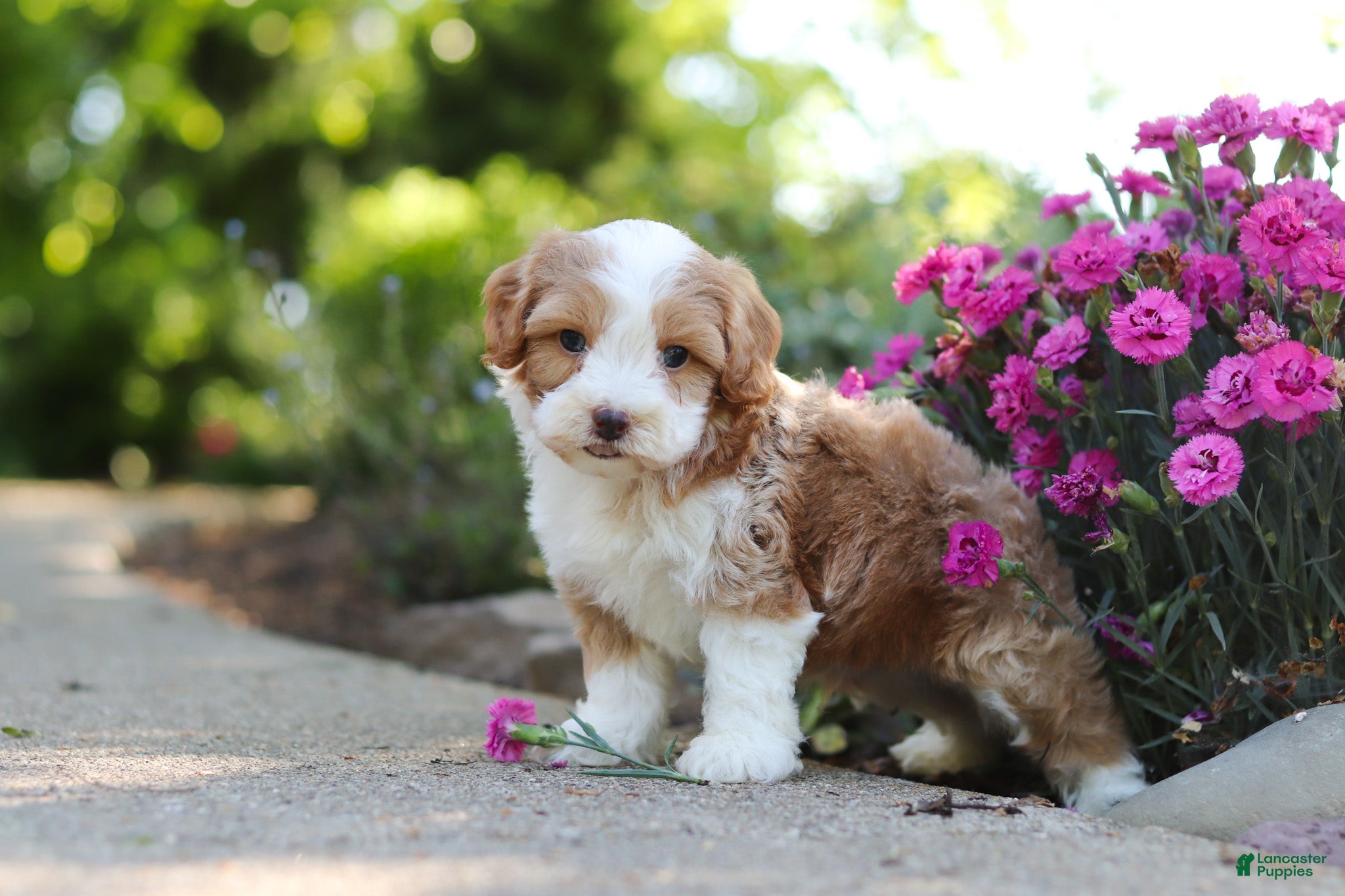 Cavapoo dogs for sale: Baxter - Ad 2
