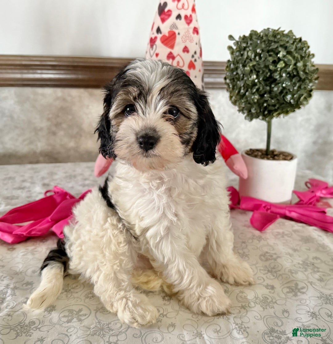 Cavapoo dogs for sale: Challenger  - Ad 2