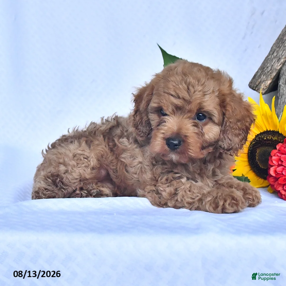 Cavapoo dogs for sale: Artie - Ad 2