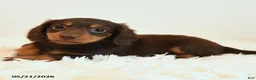 Miniature Dachshund dogs for sale: Limbo - Ad 3