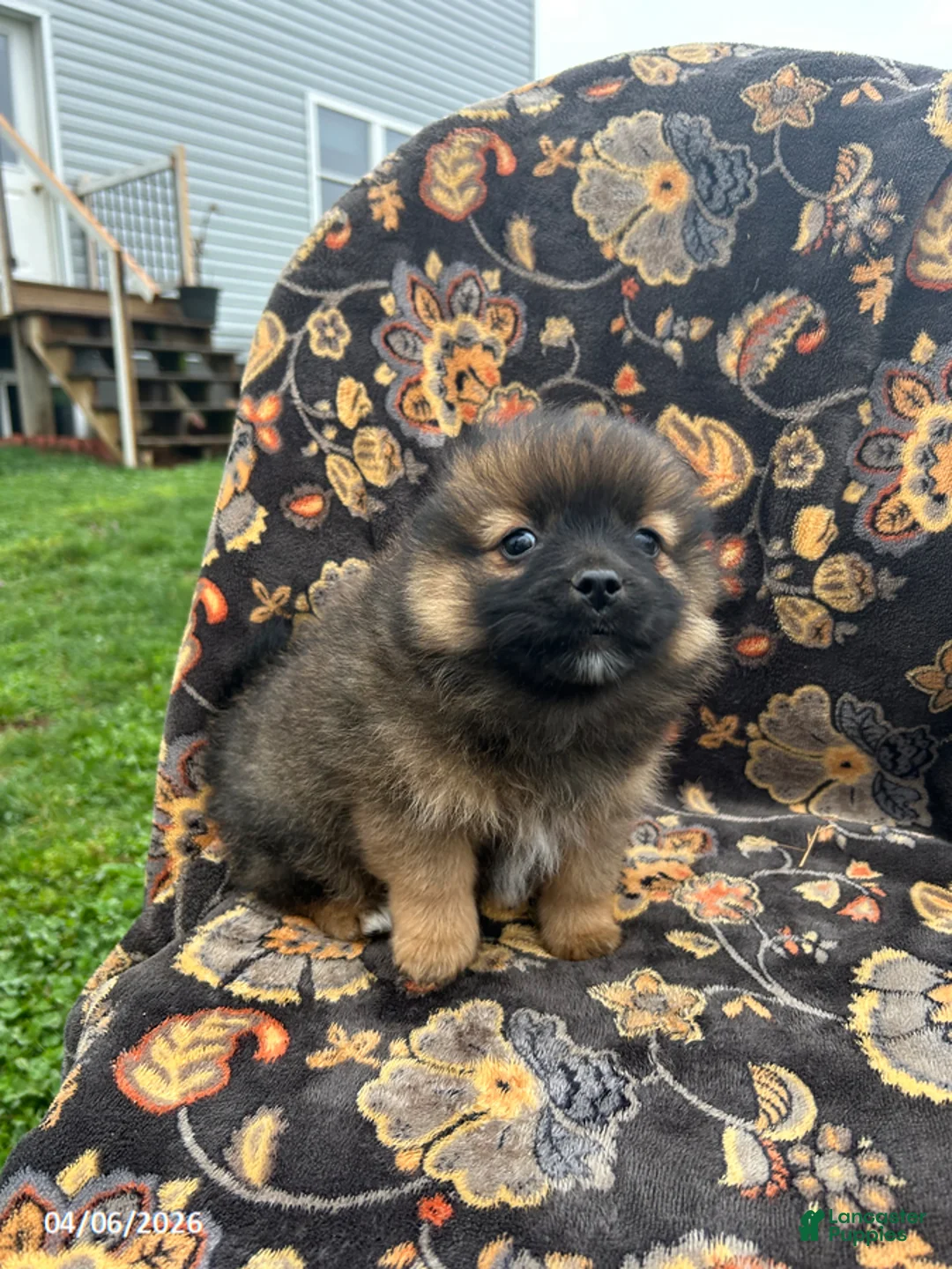 Pomeranian dogs for sale: Chase - Ad 3