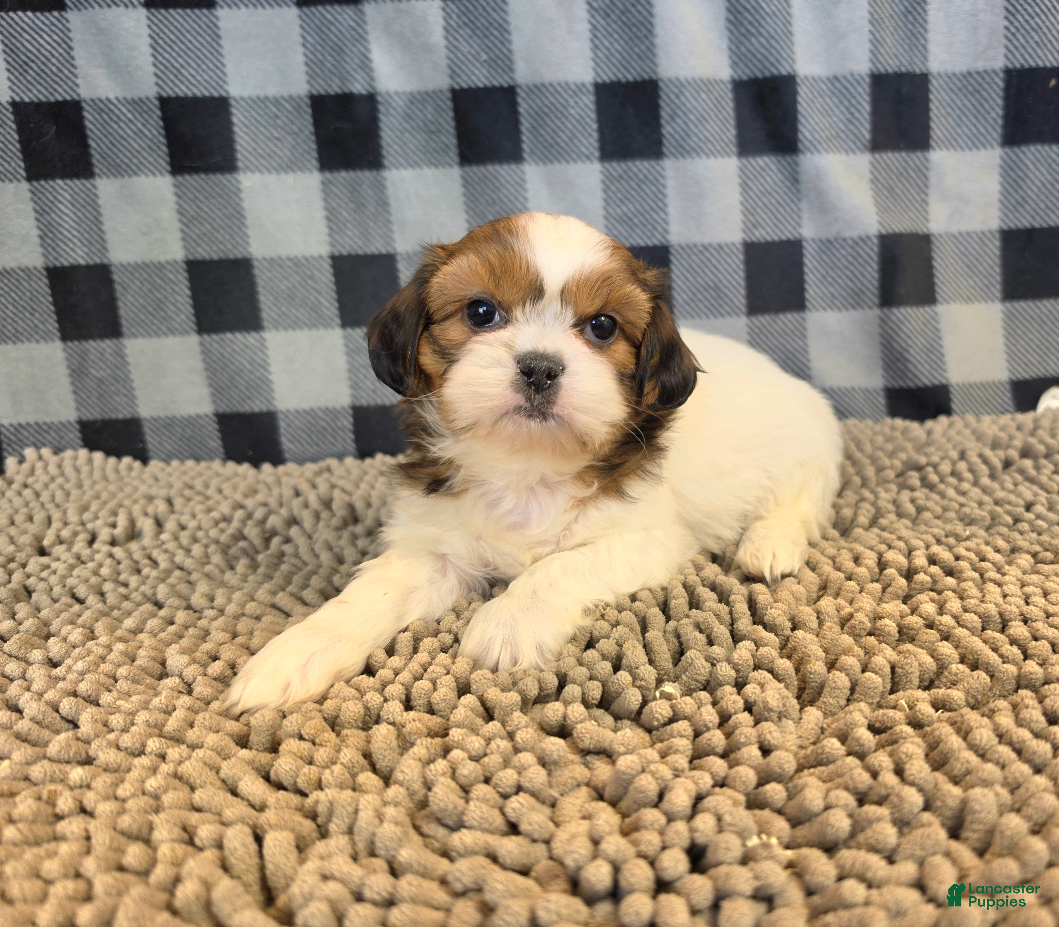 Shih Tzu dogs for sale: Abe - Ad 1