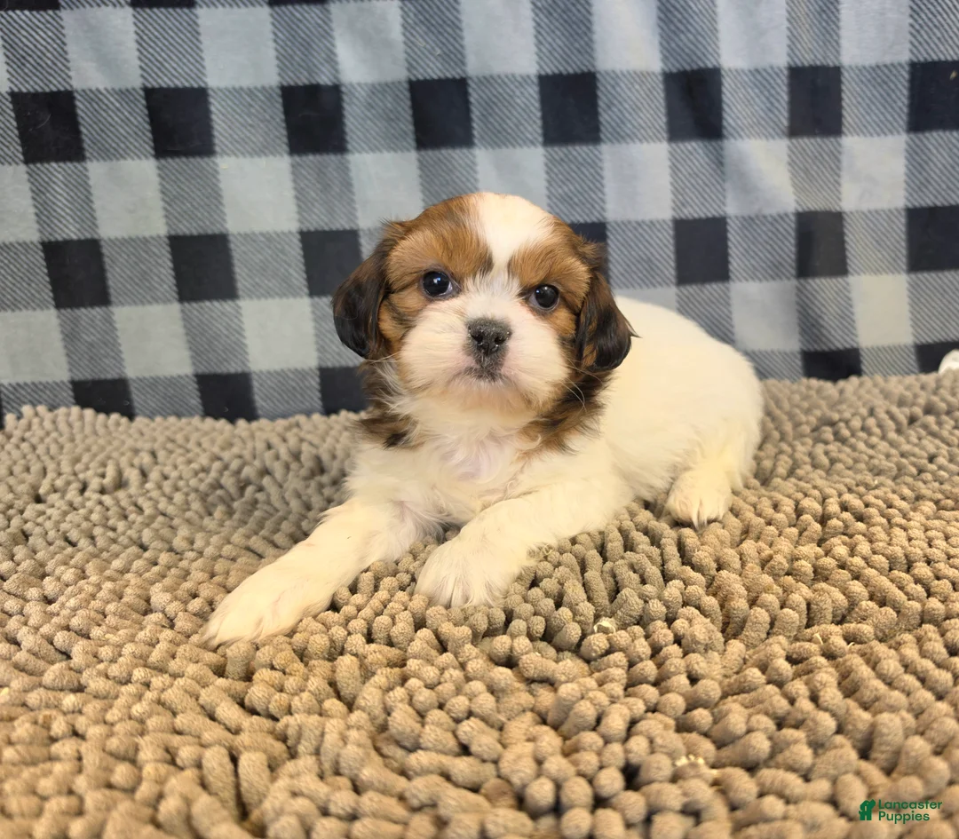 Shih Tzu dogs for sale: Abe - Ad 1