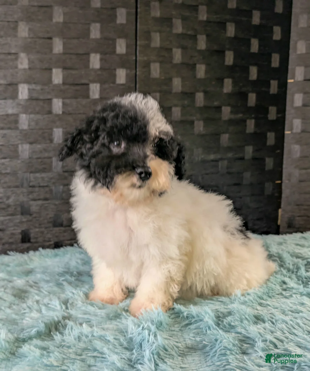 Havapoo dogs for sale: Pitno - Ad 3