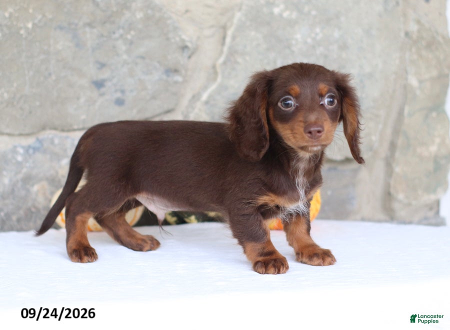 Miniature Dachshund dogs Tommy - Ad 1