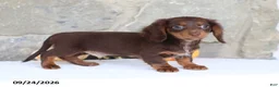 Miniature Dachshund dogs for sale: Tommy - Ad 1
