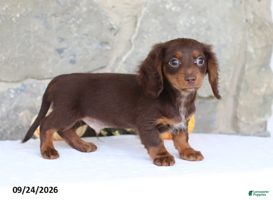 Miniature Dachshund dogs for sale: Tommy - Ad 1