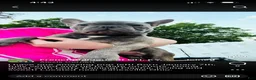 French Bulldog dogs for sale: French Bulldog 1 - Ad 1