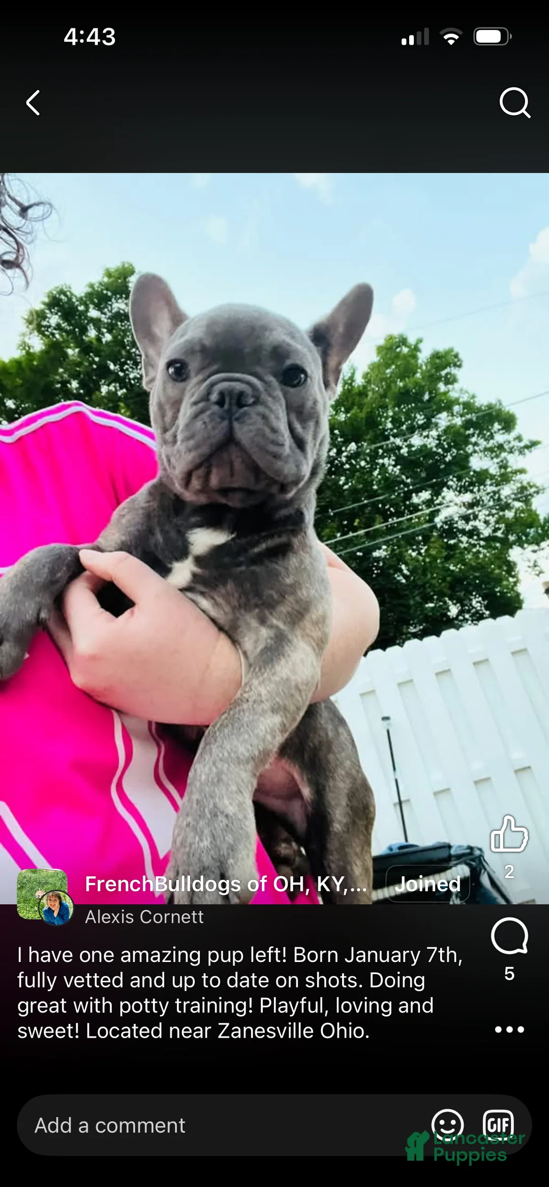 French Bulldog dogs for sale: French Bulldog 1 - Ad 1