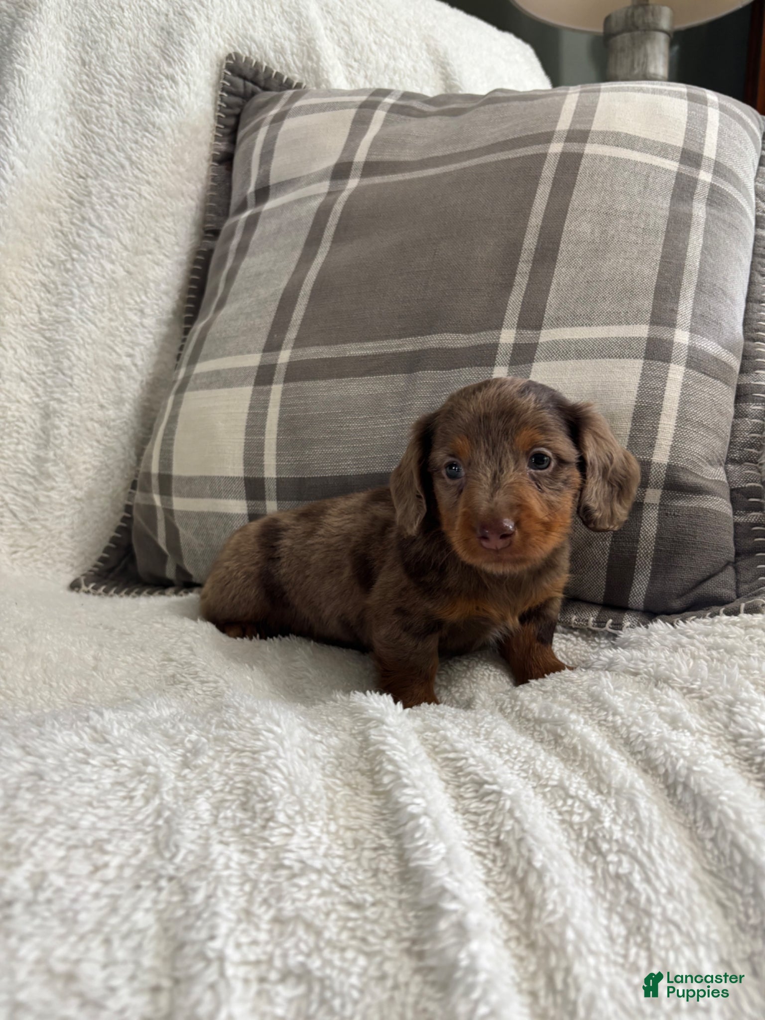Miniature Dachshund dogs Puppy 1 - Ad 2