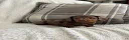 Miniature Dachshund dogs for sale: Puppy 1 - Ad 2
