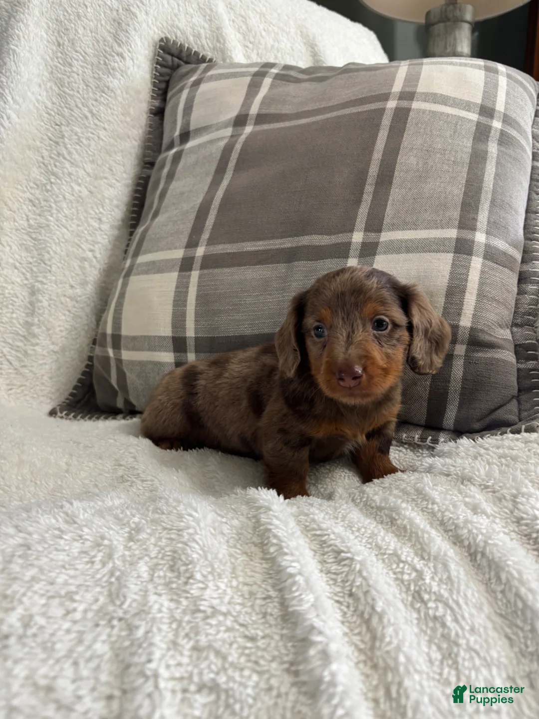 Miniature Dachshund dogs for sale: Puppy 1 - Ad 2