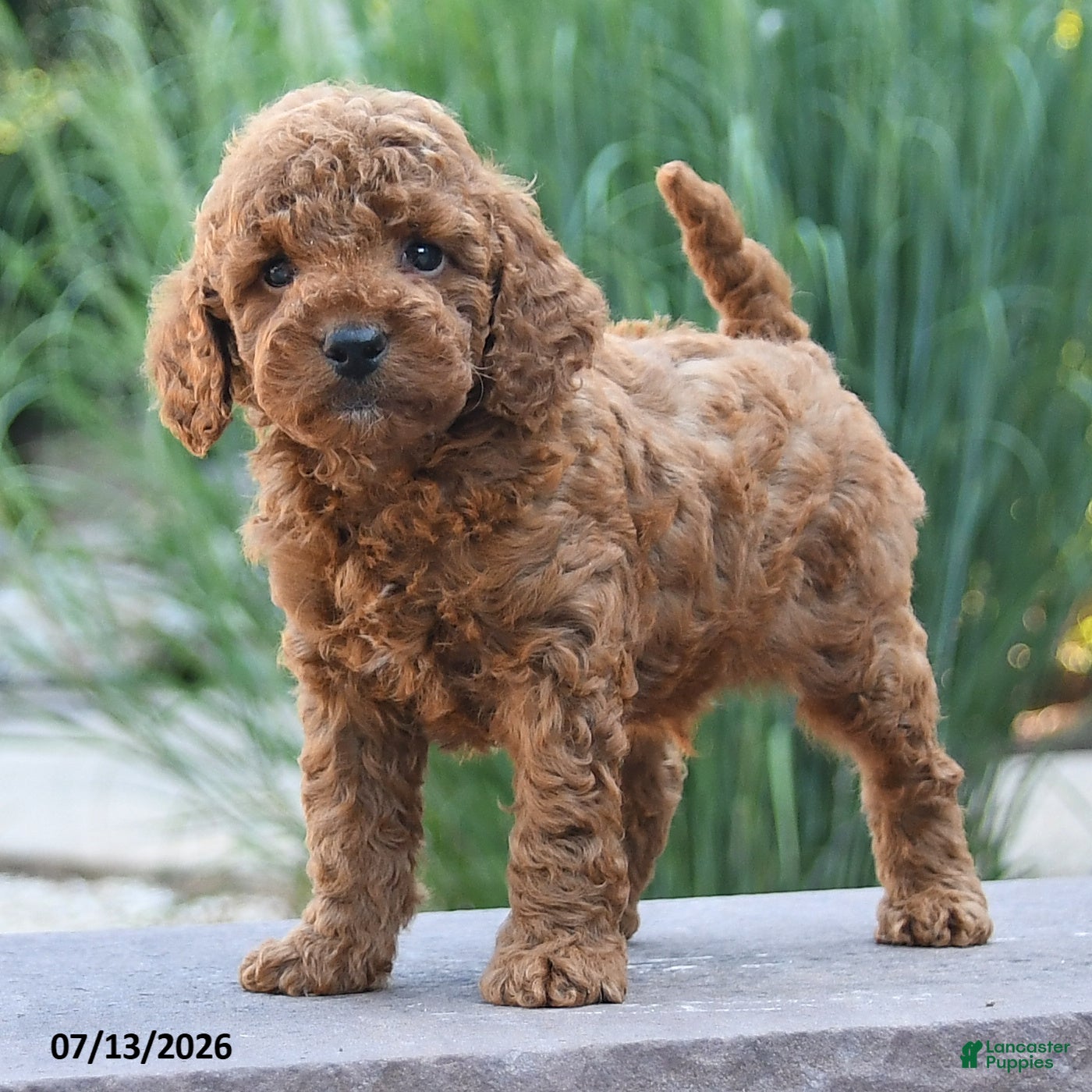 Miniature Poodle dogs Hawk - Ad 2