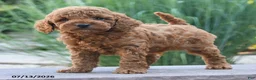 Miniature Poodle dogs for sale: Hawk - Ad 2