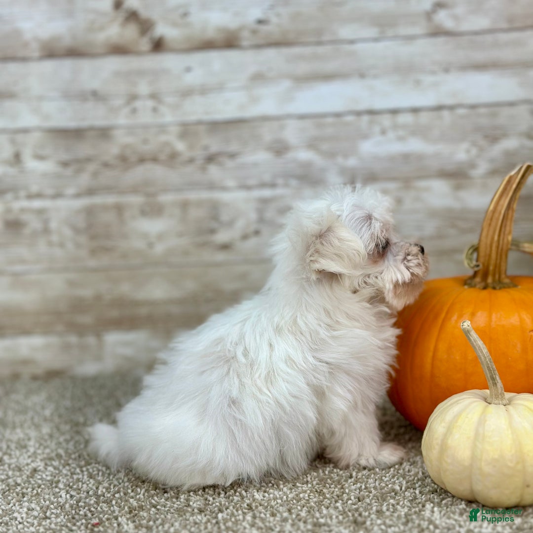 Maltipoo dogs for sale: Girl Maisie - 0211 - Ad 6