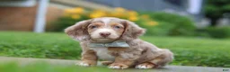 Dachshund dogs for sale: Ollie - Ad 3