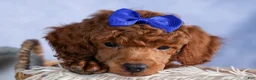 Toy Poodle dogs for sale: Turbo - Ad 11