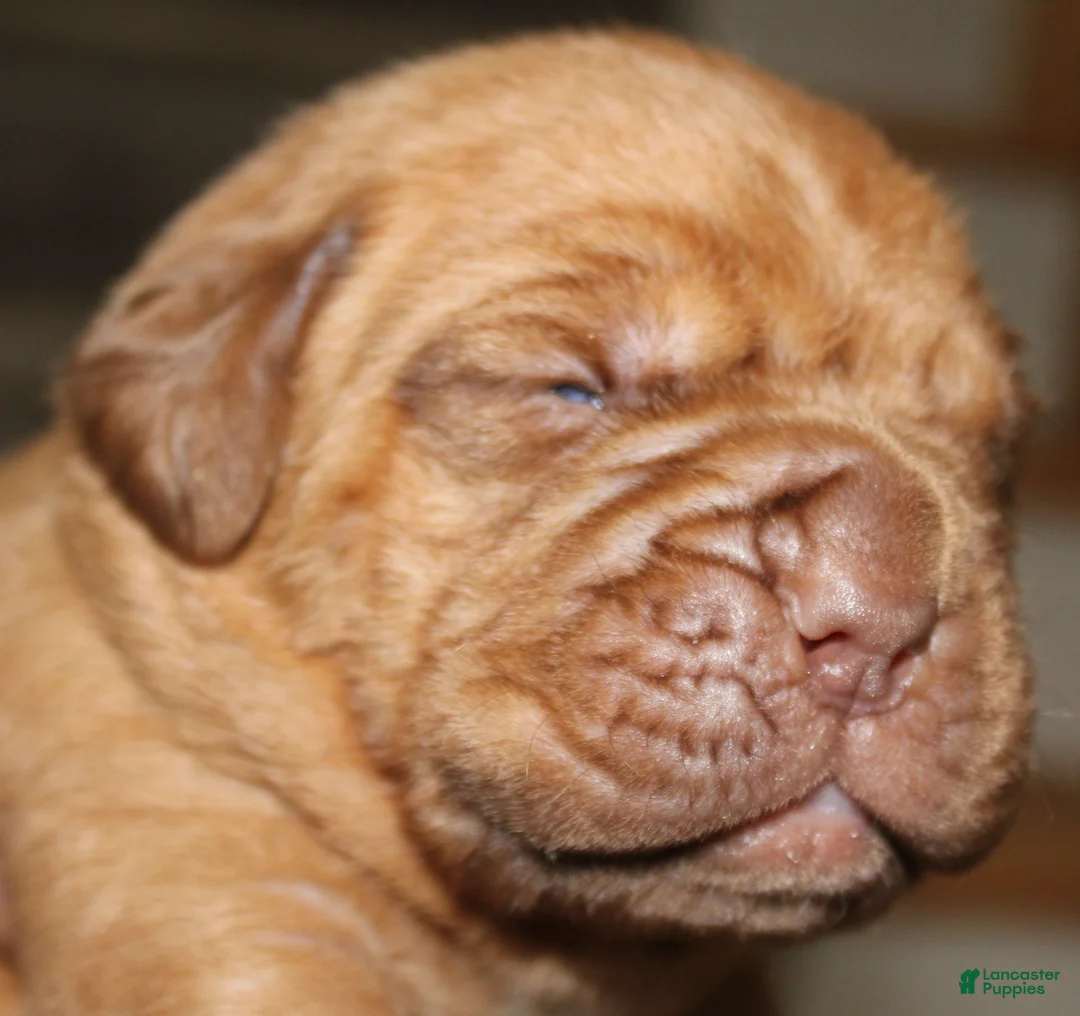 Dogue De Bordeaux dogs for sale: Dogue De Bordeaux Puppy 2 - Ad 1