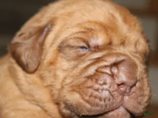 Dogue De Bordeaux dogs Dogue De Bordeaux Puppy 2 - Ad 3