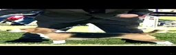 Beagle dogs for sale: Beagle 2 - Ad 4
