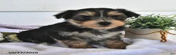 Morkie dogs for sale: Muff  - Ad 4