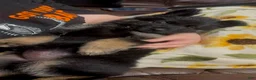 German Shepherd dogs for sale: Vivi - Ad 3