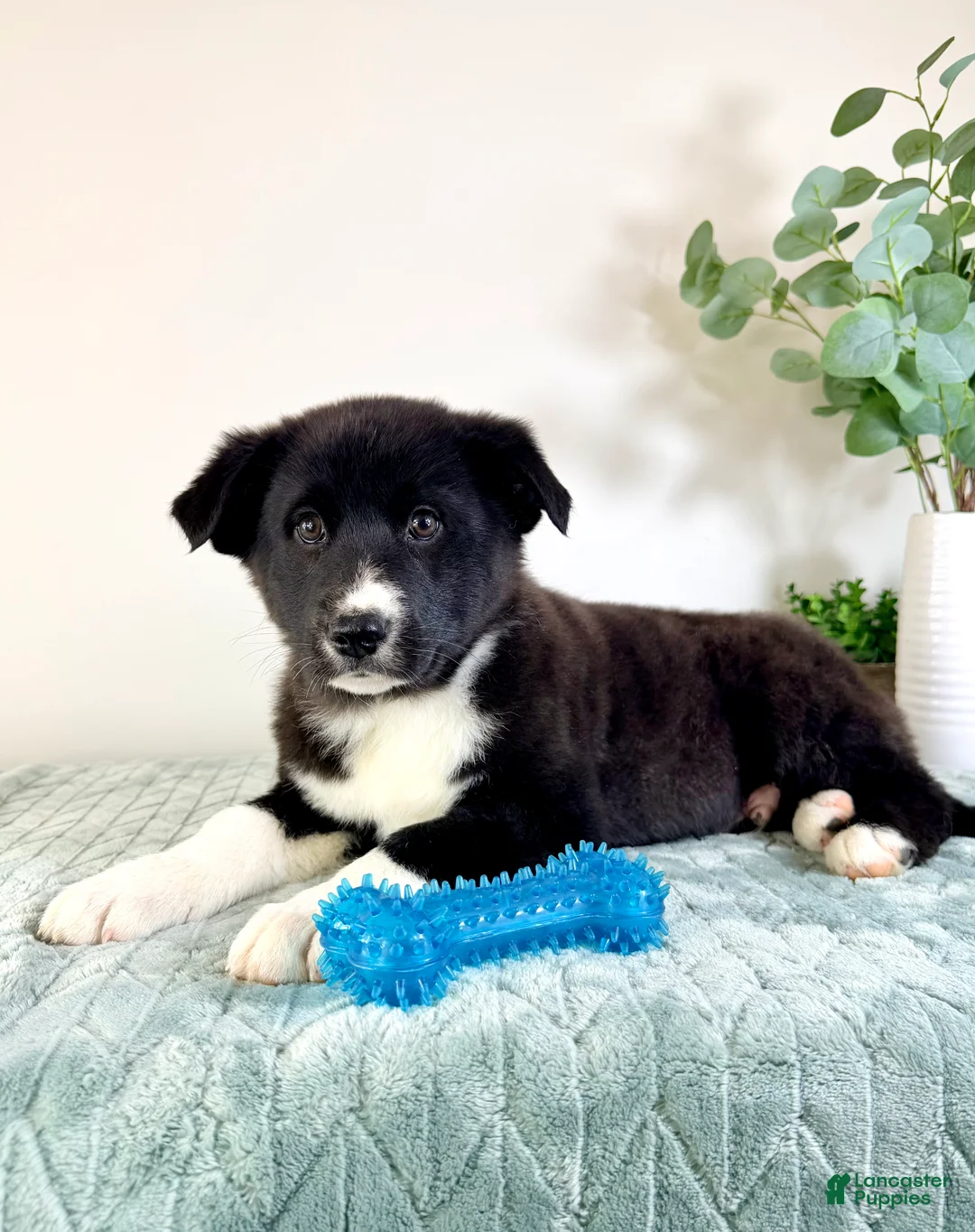 Gerberian Shepsky dogs for sale: Bastian - Ad 4