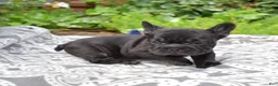French Bulldog dogs for sale: Spidey - Ad 5