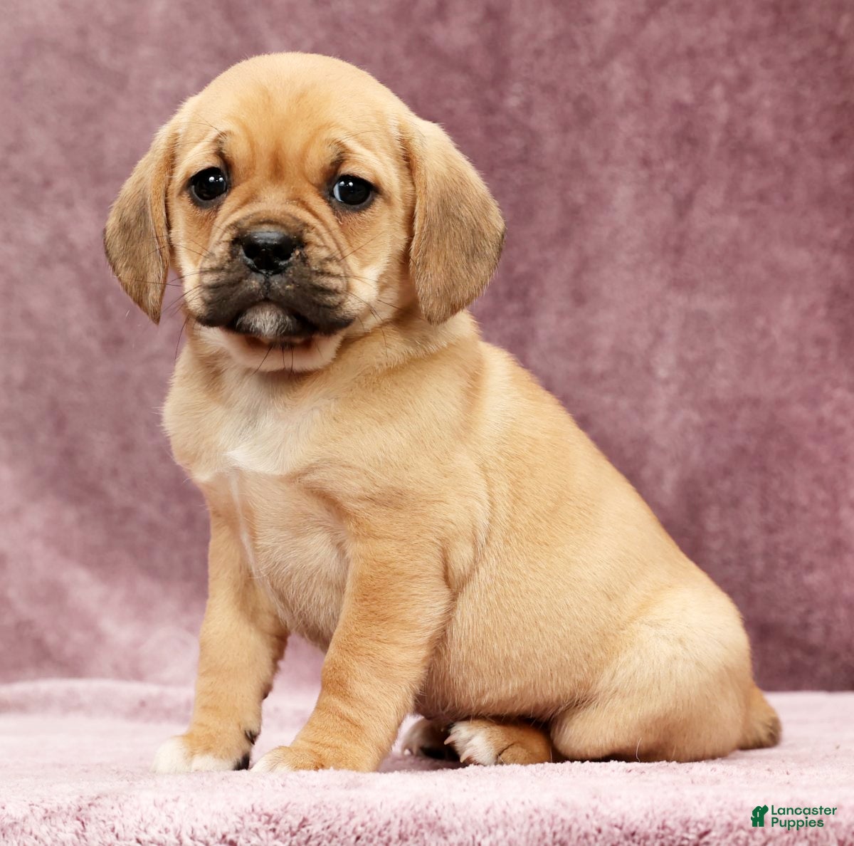 Puggle dogs Dorothy - Ad 1